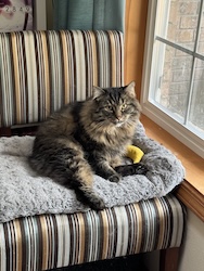 A fluffy brown cat sits on a chair