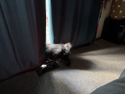 A cat peers out dark curtains