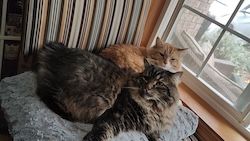 Two cats cuddle