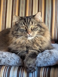 A brown cat looks at the camera