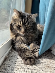 A fluffy brown cat in sunshine