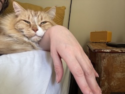An orange cat rests his head on a woman's hand