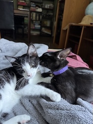 Two kittens snuggle each other