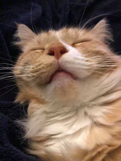 A snoozing kitty