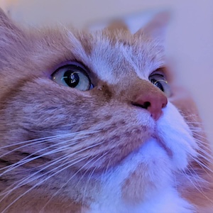 Trouble reflected in the eye of a cat