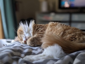 A snoozing cat
