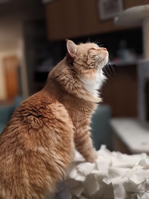 A cat scenting the air