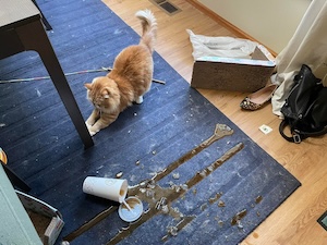 A cat celebrates a giant mess