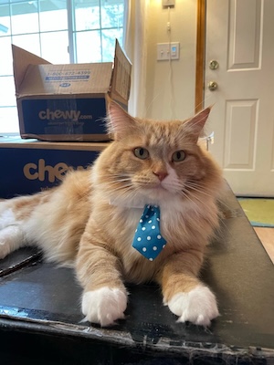 A cat in a blue tie