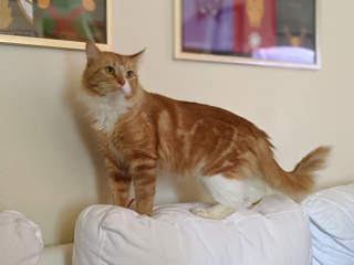 A cat surveys the room from a white couch