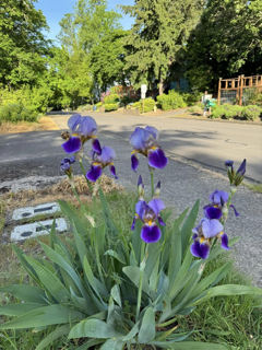 Purple irises bloom near a sidewalk