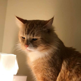 A cat peers into a lamp