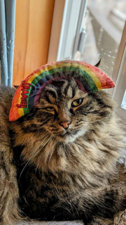 A brown cat with a rainbow catnip toy on his head looks sleepily at the camera