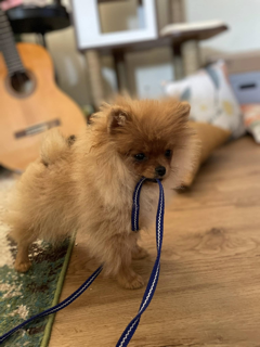 A small Pomeranian holds his leash in his mouth