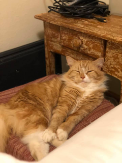 A cat stretches on an ottoman