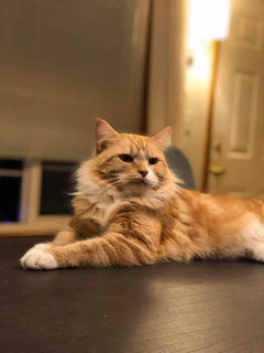 A cat lies on a table